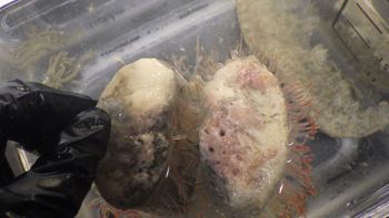 Media type: image;   Invertebrate Zoology 153512 Description: live specimen;